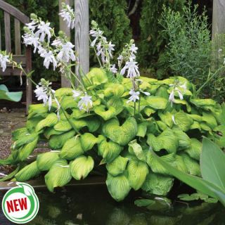 Guacamole Hosta Thumbnail